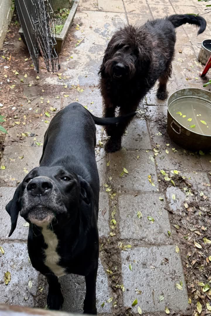 RussianBerner's tweet photo. Can you help Camp Chaos Big Paw Rescue with a situation in South Carolina ? 😢 Pls read their post 

👇 FOSTERS/ TRANSPORT NEEDED:

Yesterday, we were contacted about a sad situation where a lady who ran a small rescue in Blacksburg, SC passed away unexpectedly, leaving 24 dogs who were in her care needing assistance.  

All of the dogs are large breed:  a St Bernard, some Great Danes,  German Shepherds, a Husky, 3 Doodles, etc.  We are working to get more details about the dogs' histories, medical records, and personalities.

SC is far from our home base in FL, but we always want to help, whenever possible.  So, we are putting a message out to our followers to see if we can create some positive chaos!  

If you live in SC and are  willing to foster, please submit a foster application at:  please submit a foster application at :  https://t.co/RmoCqlnB3k  

If you want to volunteer to help to transport dogs, or you have other ideas of ways to help, please email:  rescue@campchaosrescue.org

Thank you!