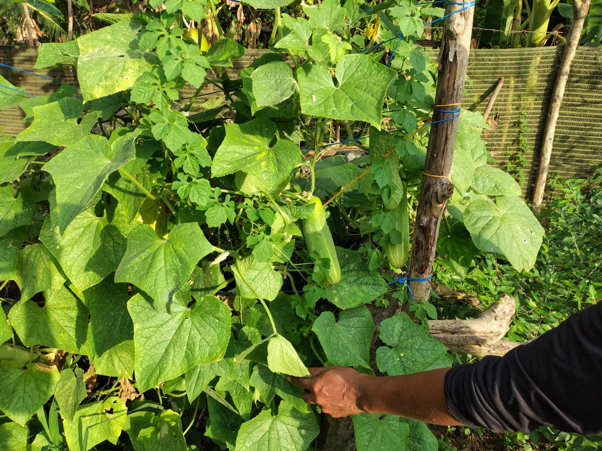 AgroHubdelMag's tweet photo. 🌱✨ #TBT de nuestra visita a la Granja de los Abuelos, en el municipio de Algarrobo 💚🌾

Realizamos pruebas de transformación de hortalizas junto a la comunidad, con el ají topito 🌶️🙌 y explorando formas de aprovechar los productos que nacen desde las huertas comunitarias 🤝🌿 https://t.co/PJqI13sM5E