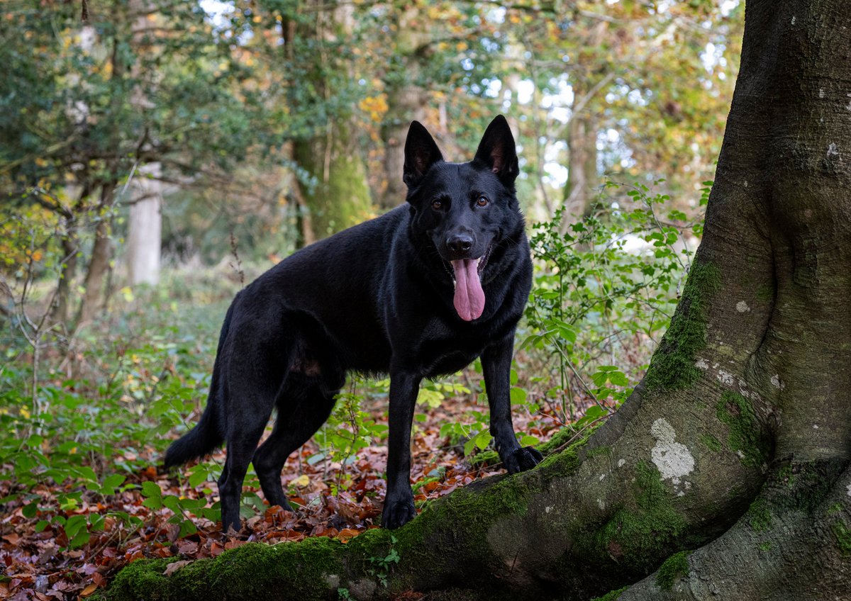 NewForestBlake's tweet photo. Just found this one from last November. Blake is such an incredible photographic model!
- Photo by Alun Jenkins https://t.co/RJf54r3chm