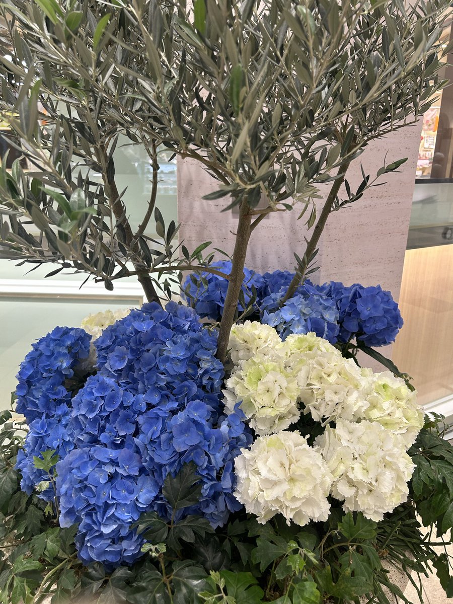 furuya1946's tweet photo. 白と紫の紫陽花
　恵比寿駅通路にて https://t.co/CajGuBV9Mf