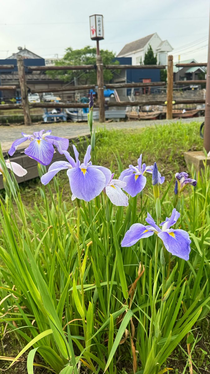 miya_flowers's tweet photo. おはようございます

あやめ⚜️
花言葉𓂃 𓈒𓏸𑁍
良い便り・希望・メッセージ

今日も心穏やかに過ごせますよう https://t.co/eDgYCqhi7p