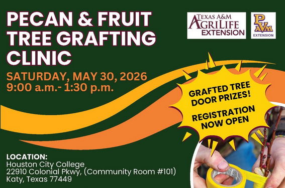 catwrite's tweet photo. Register now to participate in a May 30 pecan/fruit tree grafting clinic in Katy presented by Fort Bend AgriLife Extension, in partnership with Prairie View A&amp;M-Waller County. The deadline to register is noon, May 29. 
 Register at https://t.co/7LvYfDn9S7 https://t.co/jHWWphf0DD