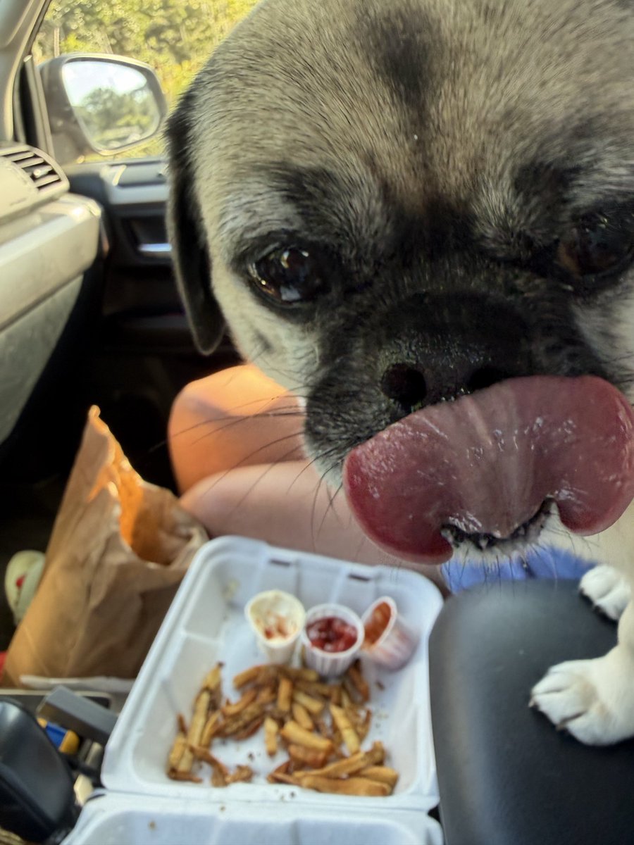 DisneyCamping's tweet photo. Eddie loves custard! https://t.co/becOvAU2EJ