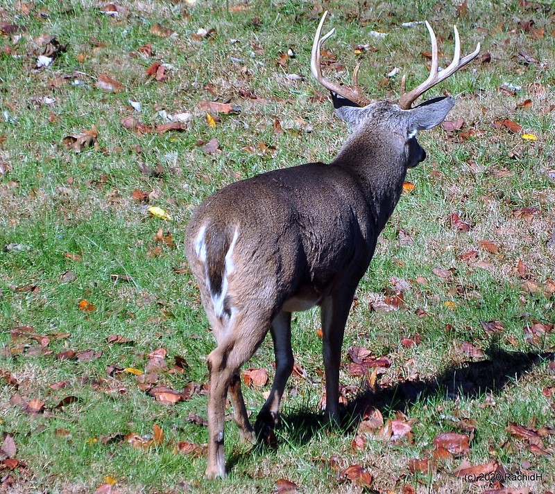 rachidH's tweet photo. #Doe #Fawn #Faon #Buck #Biche #White_taileddeer #deer #Gazelle #VirginiaDeer #Whitetail #Odocoileus #Ovirginianus #Cerf #CerfDeVirginie #CerfÀQueueBlanche #Sparta #NewJersey #NJ

Rachid H shared a photo with you from the Flickr app! Check it out:
https://t.co/uRjbjAu1yX https://t.co/HR2NU7uLC8