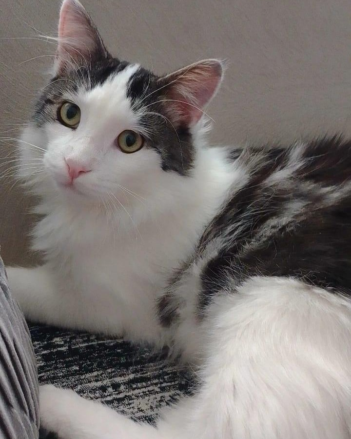 zllktlr's tweet photo. "BİR KEDİYİ KAÇ KEZ TERK EDEBİLİRSİNİZ?
MİNNOŞ 2. KEZ  HASTAYIM, BAKAMIYORUM BAHANESIYLE SAHİBİ TARAFINDAN TERK EDİLDİ!
Yer: Sadece Ankara içi  sahiplendirme yapılacaktır.
İletişim : 0535 491 68 65  https://t.co/WZu3FGlsSC https://t.co/th3ZRPlIhL