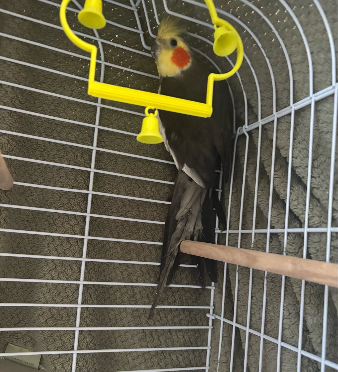 DevilsJointX's tweet photo. We got a new Cockatiel!
We named him CLAUDE after the late, great Claude Lemieux!!! 
#NJDevils #NHL #Cockatiels https://t.co/yOcfCNVFjk