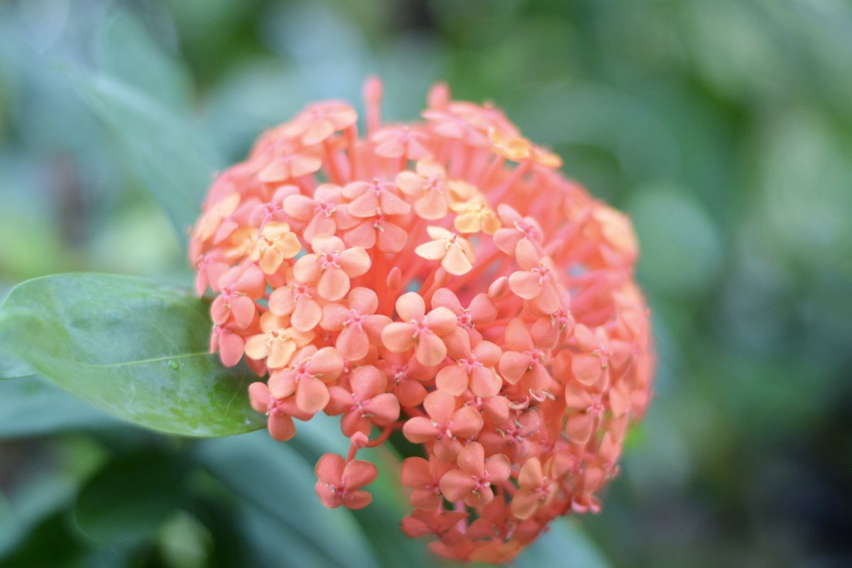 LiLu_D53's tweet photo. 小さな四つ葉みたいな花がぎゅっと集まって、まるでオレンジ色の手毬のよう…🥰
#サンタンカ #イクソラ #お散歩カメラ #初夏の花 #花のある暮らし #キリトリセカイ #ファインダー越しの私の世界 #写真好きな人と繋がりたい #flower #ixora #photography https://t.co/Yn1GmAs3wz
