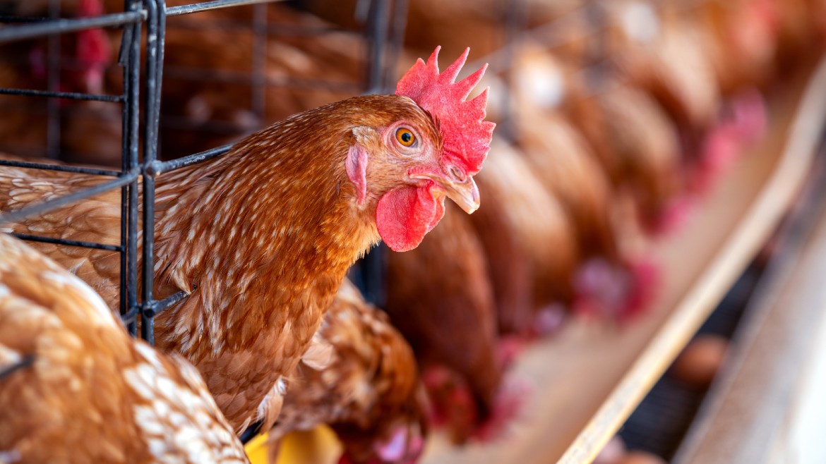FoodEng's tweet photo. Sunrise Farms is investing C$100 million in a new, 155,000-sq.-ft. poultry processing facility in Woodstock, Ontario. 

Read more: https://t.co/8Mf4MkNZiQ

📸: tawatchai07 via Magnific https://t.co/0FcfB441NG