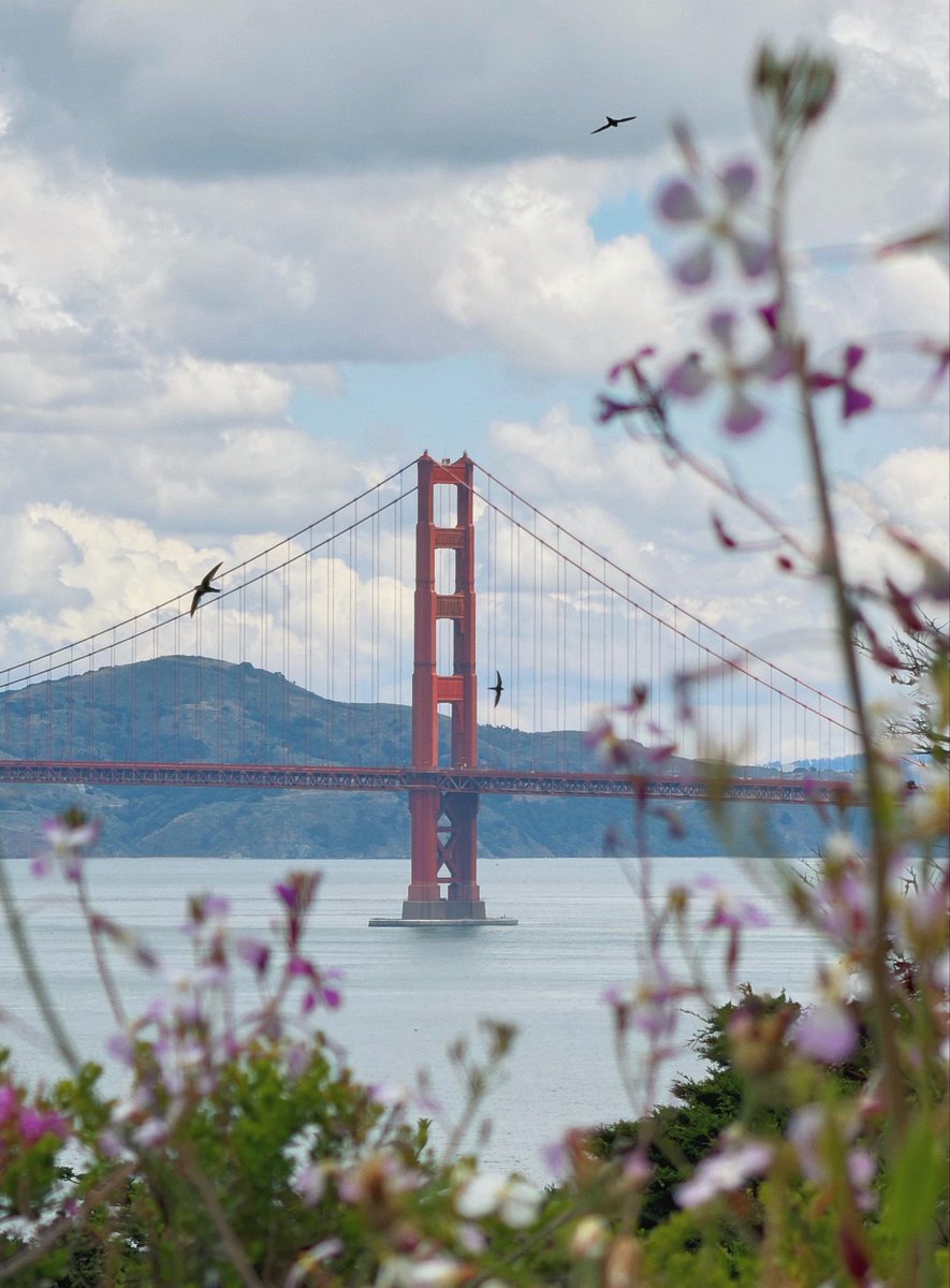 digitlartifacts's tweet photo. lots of cute swallows swooping around the bridge today https://t.co/XmNpuEuwdN