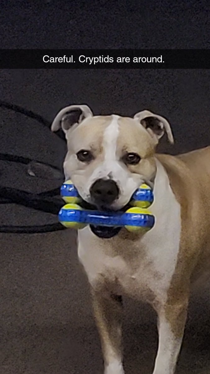 DaddyTreh's tweet photo. Life has been absolutely INSANE the last couple months. Ups and downs. Alot of things. 

Anyway, here is dog. https://t.co/ssKHSdqSx7