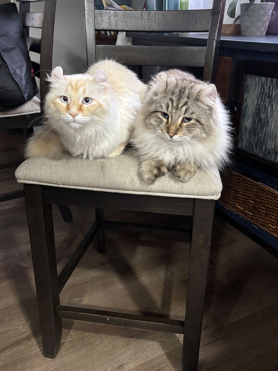 GuelphLostPets's tweet photo. CORRECTION. These 2 cats are actually missing in the Lou's Blvd neighbourhood of #Rockwood #GuelphEramosa. https://t.co/E2ANLSvBsc https://t.co/untDKP10uY