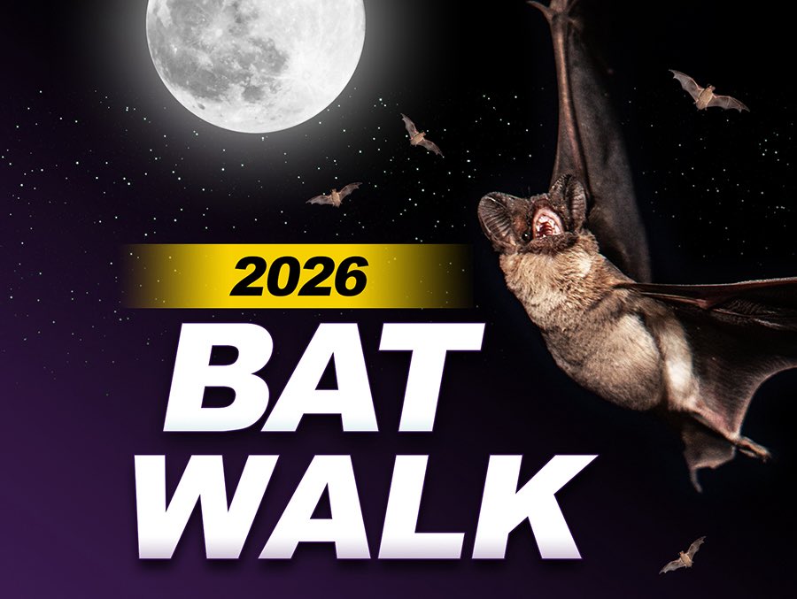 SAParksandRec's tweet photo. 🦇✨ Discover the nighttime world of bats on a FREE guided Bat Walk! Observe Texas bats in the twilight sky and use a special digital tool to “hear” their ultrasonic echolocation sounds. 
📅 June 26📍 Media River Natural Area 
Info: https://t.co/IavY2Ob2MU https://t.co/mRodQCNQK7
