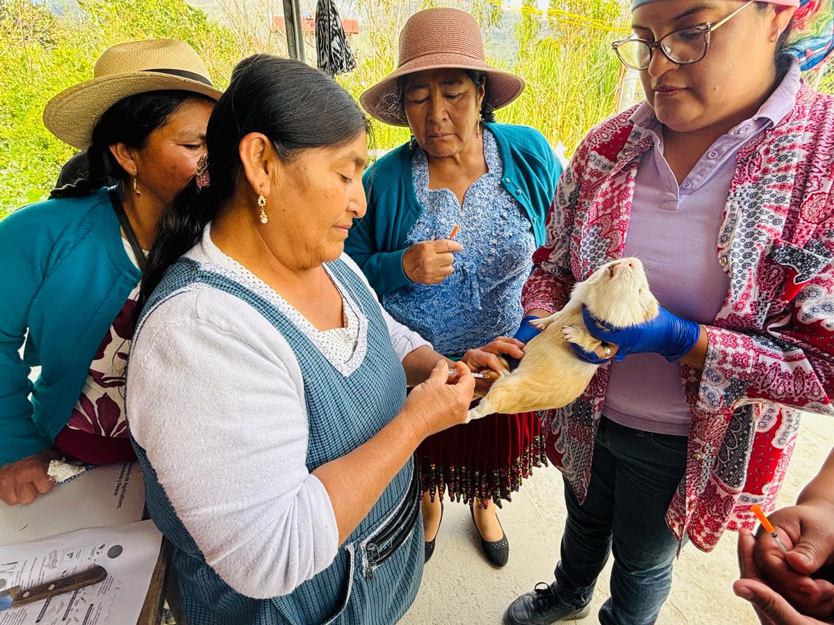 Agricultura_CZ6's tweet photo. #Azuay | Realizamos un taller práctico de castración química en cuyes junto al grupo Mujeres Agroproductoras El Cabo, del cantón #Paute, fortaleciendo conocimientos y mejorando el manejo productivo en la crianza de cuyes. https://t.co/mL2CTEvosO