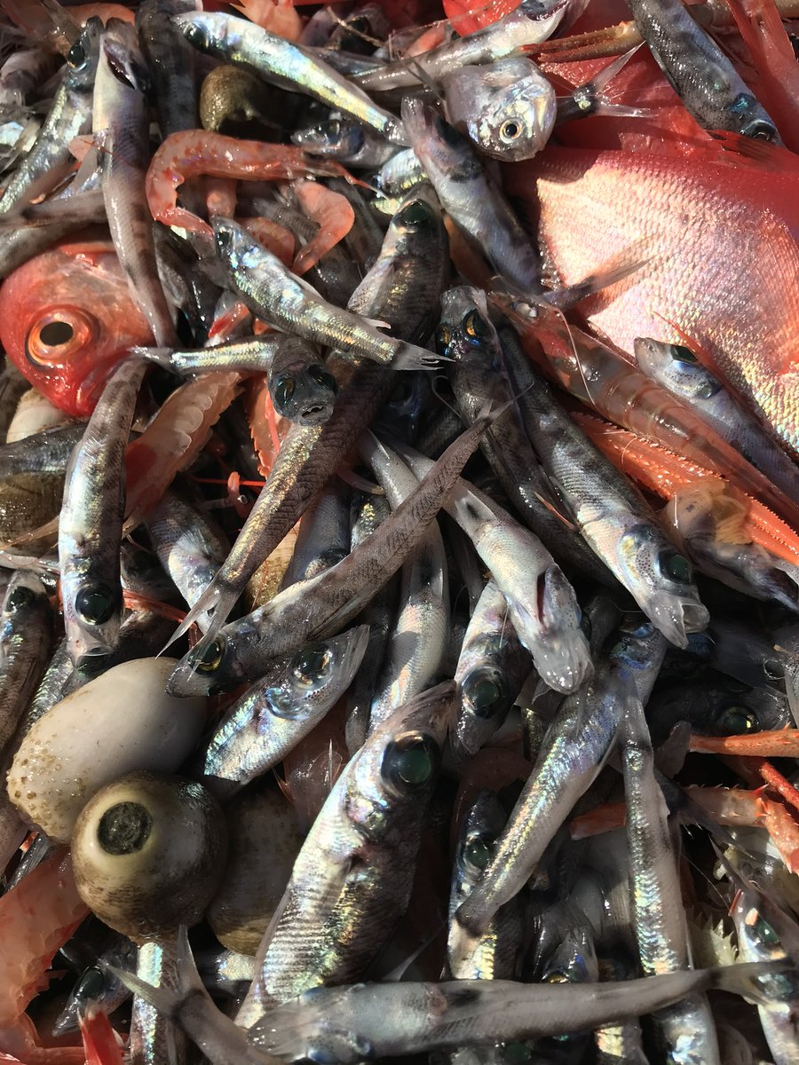 manten_mehikari's tweet photo. おはようございます☀
日本一のメヒカリ屋を目指し日々邁進しております🐟

世の中暗いニュースばかりで不安が増える今日この頃…
何とか下を向かずに前に進んで行く為に、明るし話題を探して伝えていきたい所です
29日(肉の日)ですが、美味しい魚達を食べる人達が増え、魚の消費量が増えるといいな https://t.co/6Dnwp0u2Ip