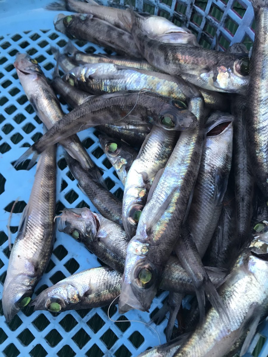 manten_mehikari's tweet photo. おはようございます☀
日本一のメヒカリ屋を目指し日々邁進しております🐟

世の中暗いニュースばかりで不安が増える今日この頃…
何とか下を向かずに前に進んで行く為に、明るし話題を探して伝えていきたい所です
29日(肉の日)ですが、美味しい魚達を食べる人達が増え、魚の消費量が増えるといいな https://t.co/6Dnwp0u2Ip