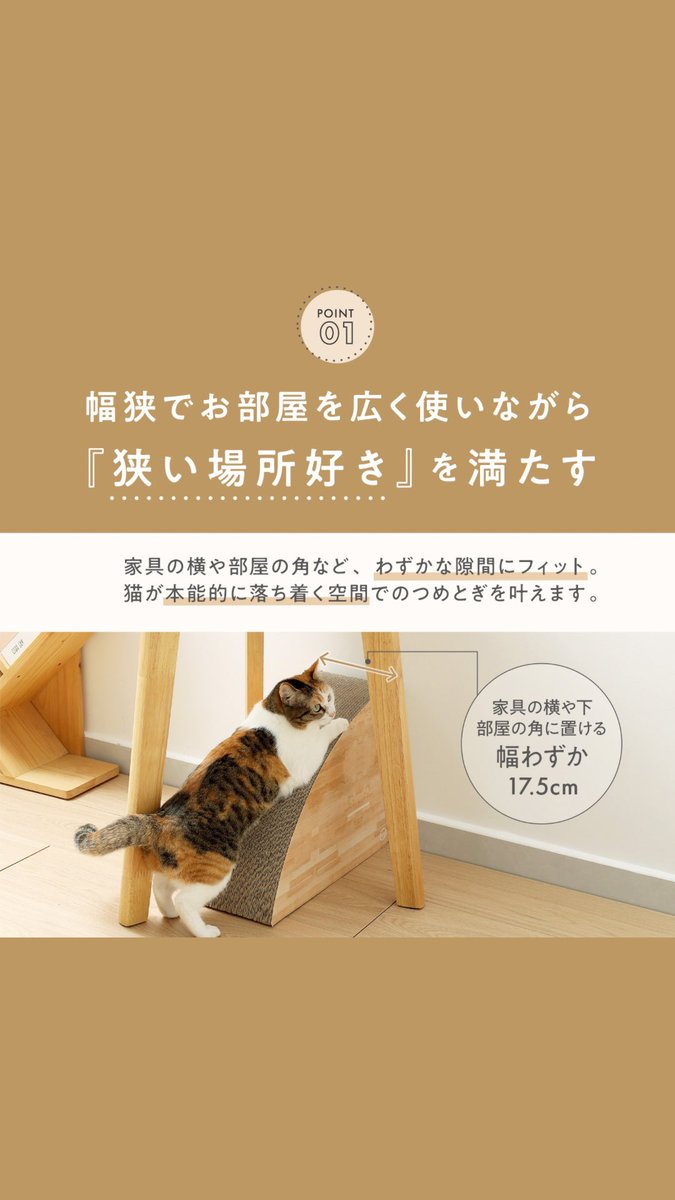 猫壱(necoichi)公式 tweet media