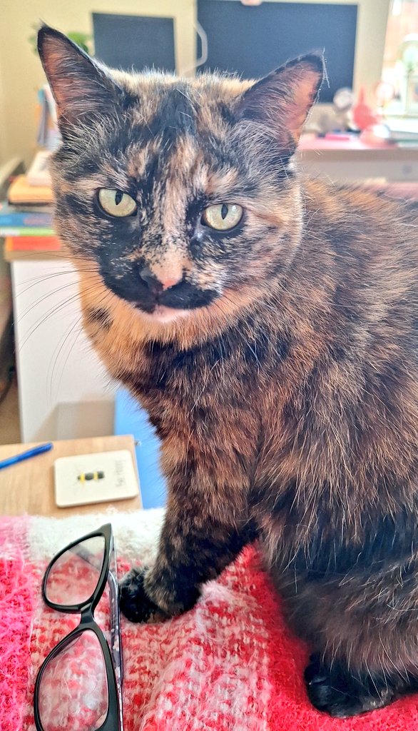coombes_angie's tweet photo. Photos of lovely Robin #tortie #petsitting
I have to put cushions on my lap as she loves to knead me!!!
Video came to an abrupt end as Robin wanted to head butt me!!
So much like my Zara 🌈 https://t.co/NFXSJX7cGv