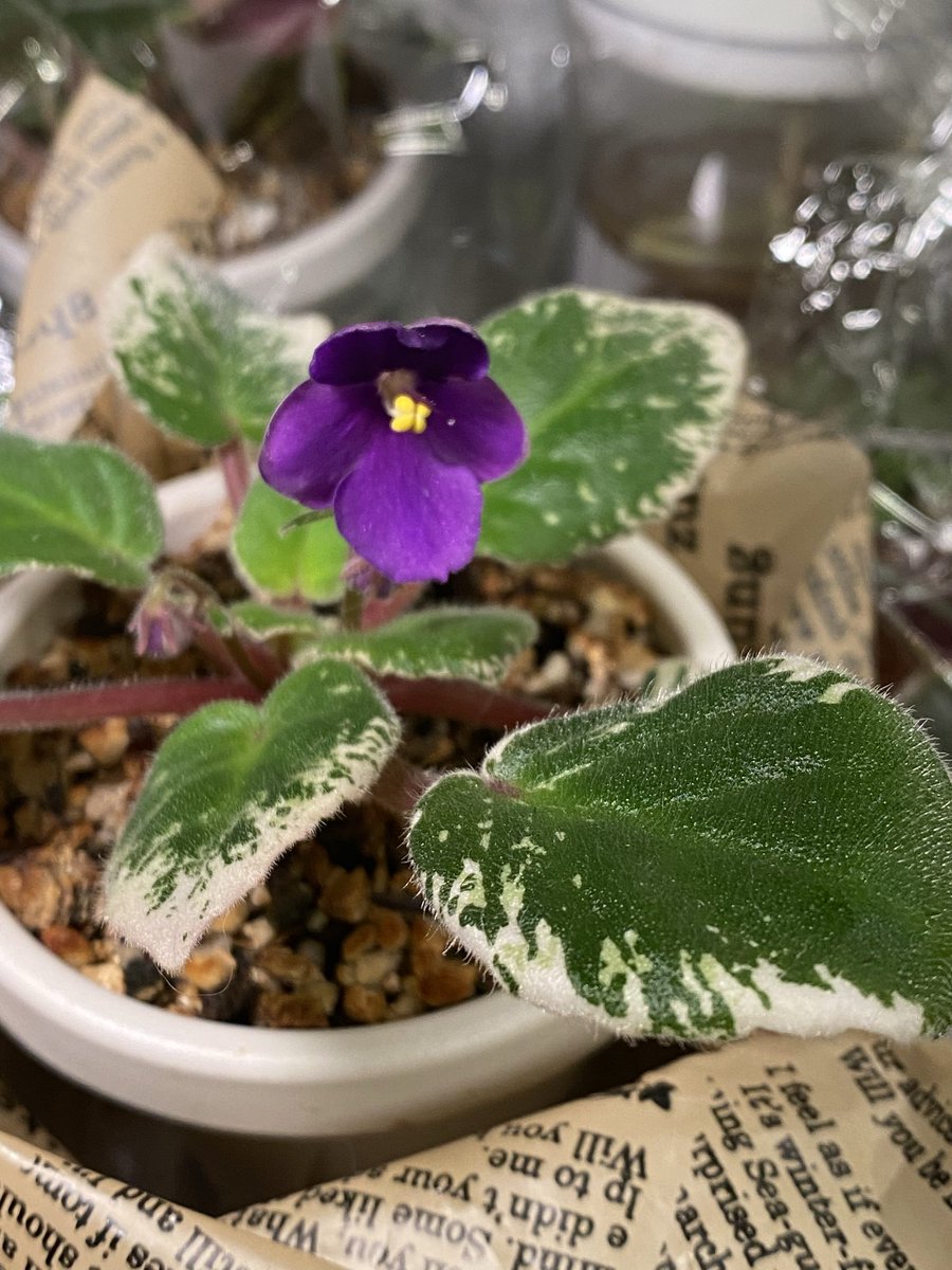 teftefff14's tweet photo. 2024年に買った見切り品のセントポーリア🌸綺麗な斑入り葉になり、やっと綺麗に咲きました✨️1番左の株🌱

セミミニ位の大きさなのかな…🤔

右はトレーラー種で巨大になり過ぎて植え替え！子株沢山で増えまくり😱
中央は⬇️よりお行儀よく小さいまま綺麗な形で育ってます♡

 #セントポーリア https://t.co/J5FrSDZwEs