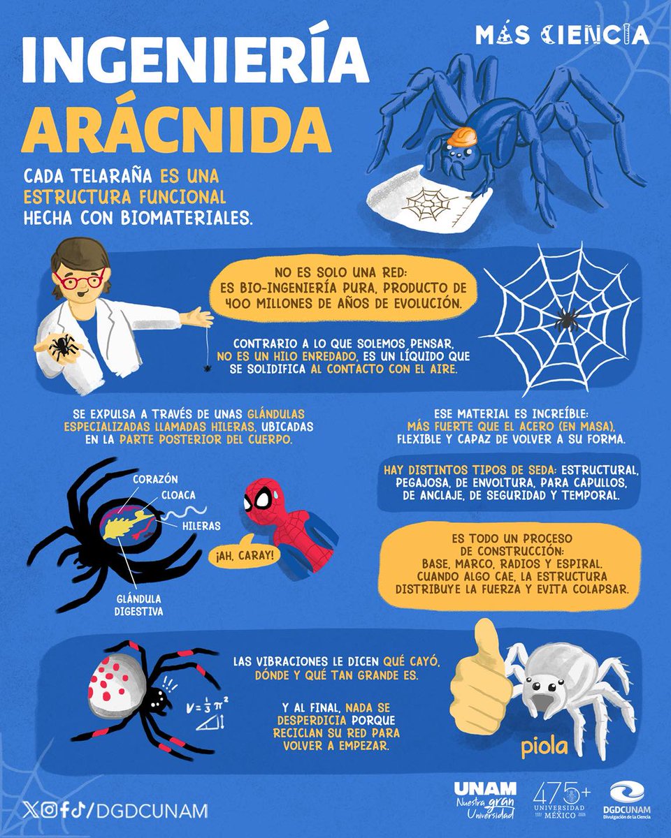 unamglobal's tweet photo. 🕷️🕸️ Más fuerte que el acero (en masa), flexible y funcional: así es el material con el que las arañas construyen auténticas obras de ingeniería. Infografía de @DGDCUNAM. ⬇️ https://t.co/HDkrBfY5KU