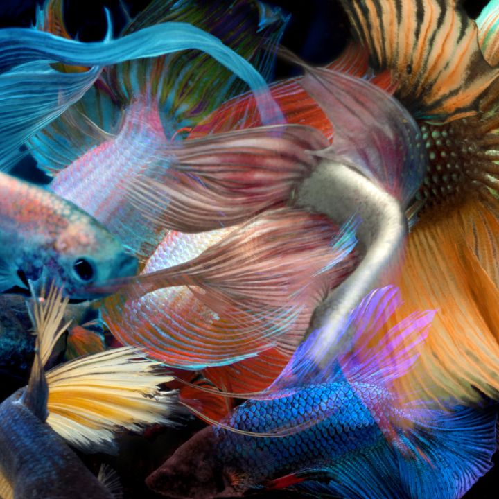 MichaelFilonow's tweet photo. Art of the Day! "Betta Collage 1". Buy at: https://t.co/pOYGQsrA5u https://t.co/2YvwYUL5fI