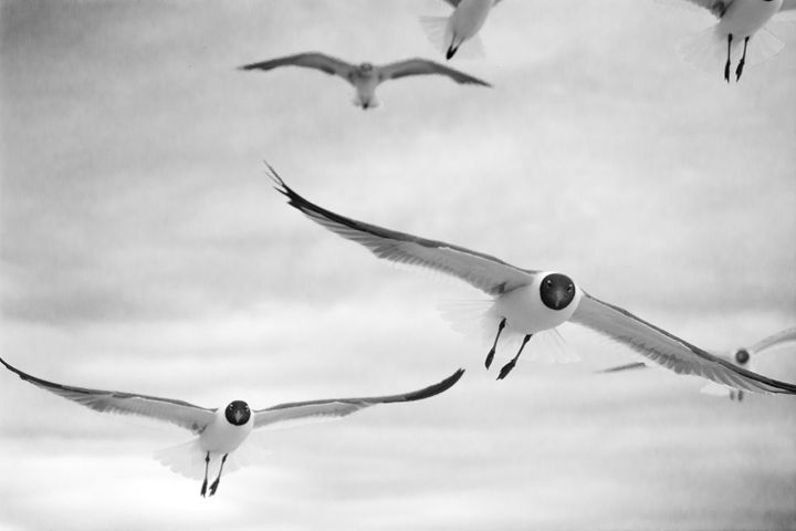 DirectorJScales's tweet photo. Art of the Day! "Flying High". Buy at: https://t.co/hAxM3fd4Bt https://t.co/So1p8Za2Tr