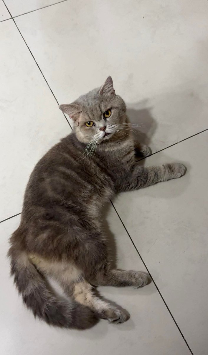 MirulAm05674851's tweet photo. Hi semua, kucing hilang dalam 2 minggu and dah pusing2 taman banyak kali masih tak jumpa 🥺

Kalau ada sesiapa ternampak dia sila contact no tel 0169653338

📍 Hilang di kawasan Anjung Suasana, Bandar Seri Putra. Terima kasih. https://t.co/VTlcOfma2Z