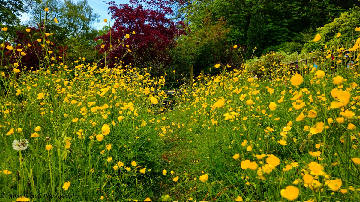 JanetteHall's tweet photo. Buttercups ๐ in the Japanese Garden, Avenham and Miller Park, Preston
#buttercups #flowers #yellow #green #leaves #spring #flowers #nature #NatureBeauty #preston #lancashire #morning #landscape #landscapephotography @blogpreston @ParksInPreston @prestoncouncil https://t.co/rouqW29RTE