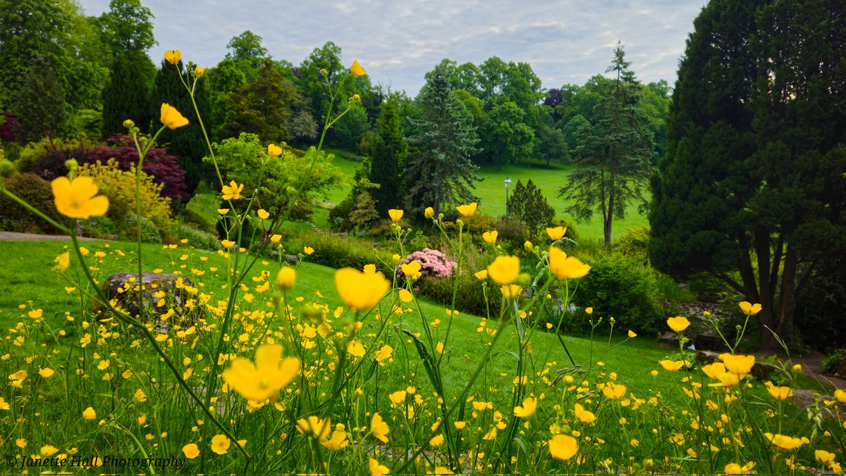 JanetteHall's tweet photo. Buttercups ๐ in the Japanese Garden, Avenham and Miller Park, Preston
#buttercups #flowers #yellow #green #leaves #spring #flowers #nature #NatureBeauty #preston #lancashire #morning #landscape #landscapephotography @blogpreston @ParksInPreston @prestoncouncil https://t.co/rouqW29RTE