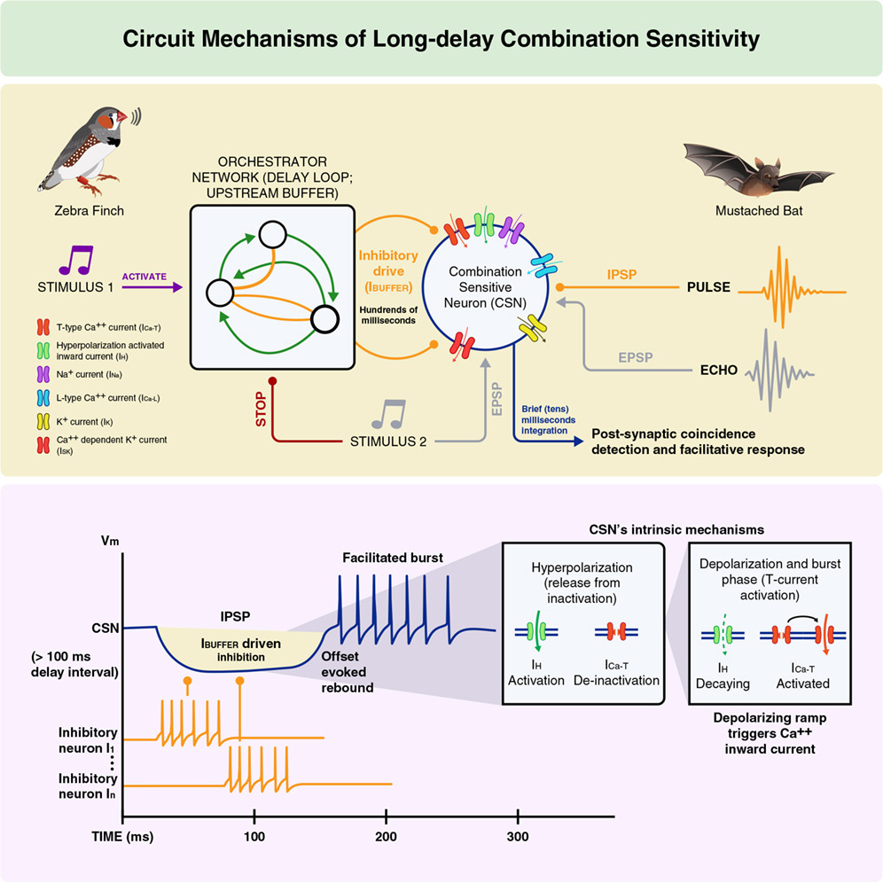 DaouArij's tweet photo. Published in @iScience_CP! We show how inhibitory delay loops, rebound currents, and circuit timing help the #brain link sensory events across hundreds of milliseconds into stimulus-specific responses.

https://t.co/9UeRkfP0O8

@MSFEA_AUB @AUB_Lebanon @CellPressNews https://t.co/suUvP2x56B