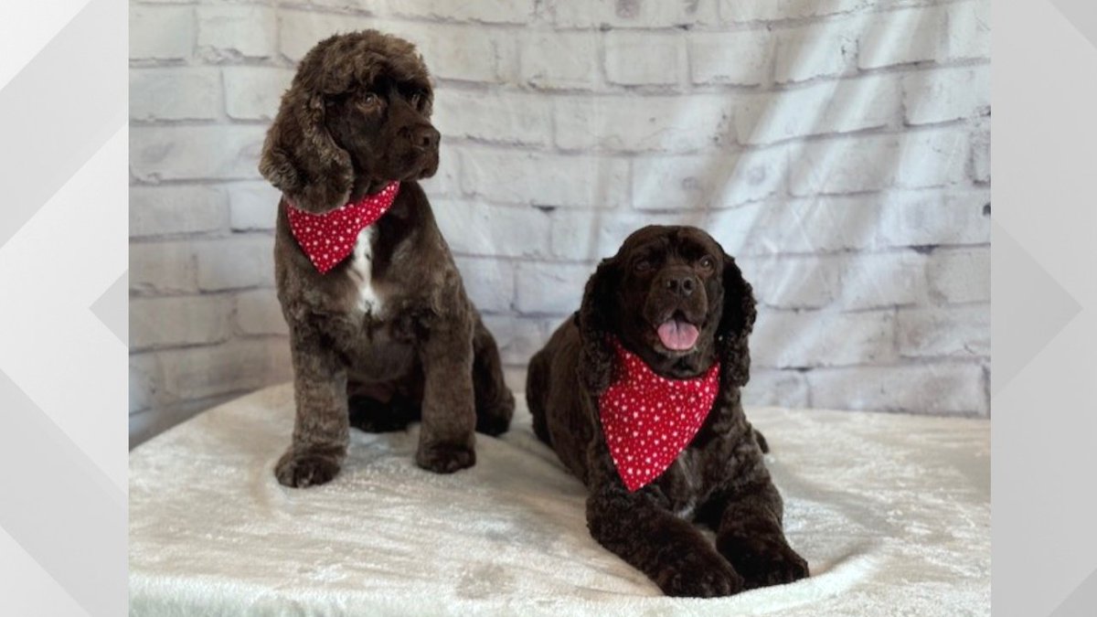 WNEPKurtAaron's tweet photo. Summer cuts for Ranger and Rocco this week.  Looking good boys! https://t.co/6IlKdcgGSP