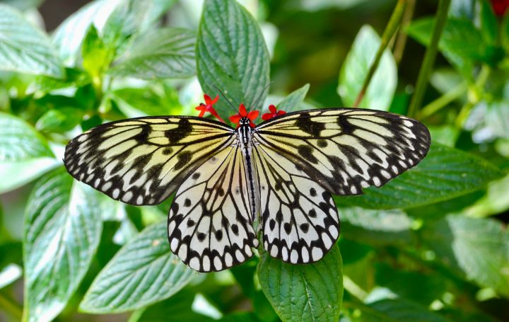 kidlib1's tweet photo. New art for sale! "Rice Paper Butterfly on Plant". Buy at: https://t.co/Yfei43vFOx https://t.co/V9OG70QUZt
