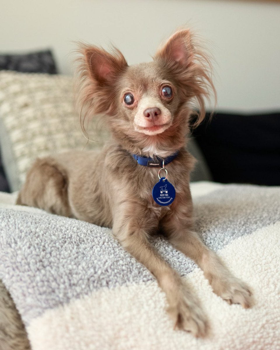 WeRateDogs tweet media
