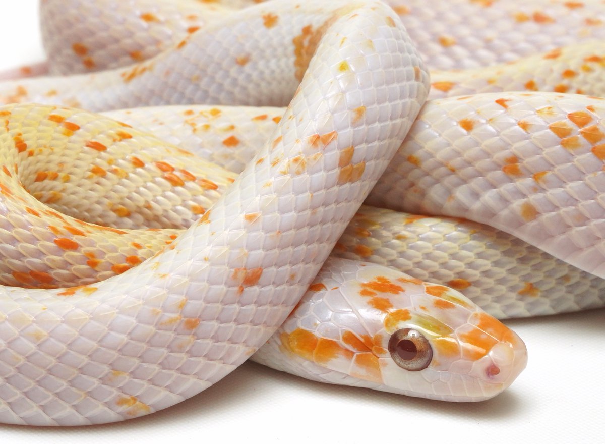 MorphMarket's tweet photo. Chinese Beauty Snake Hypo Calico by Glen Reptiles

https://t.co/PUMmKjRiur https://t.co/A3q7WUyZwk