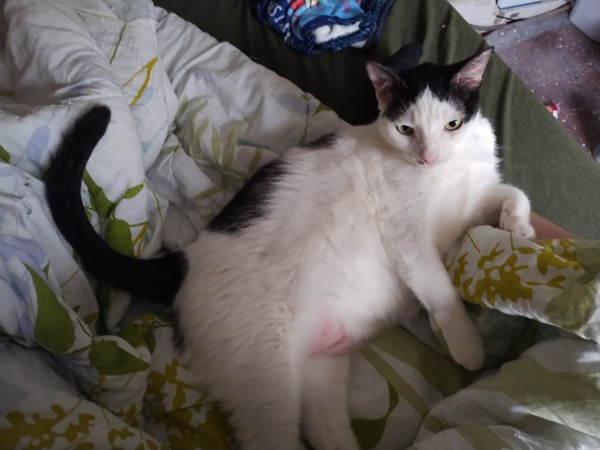 TheStabby's tweet photo. She's lucky she's cute bc giving her allergy drops twice a day for the foreseeable future is going to be rough https://t.co/QaVfFf7Srz