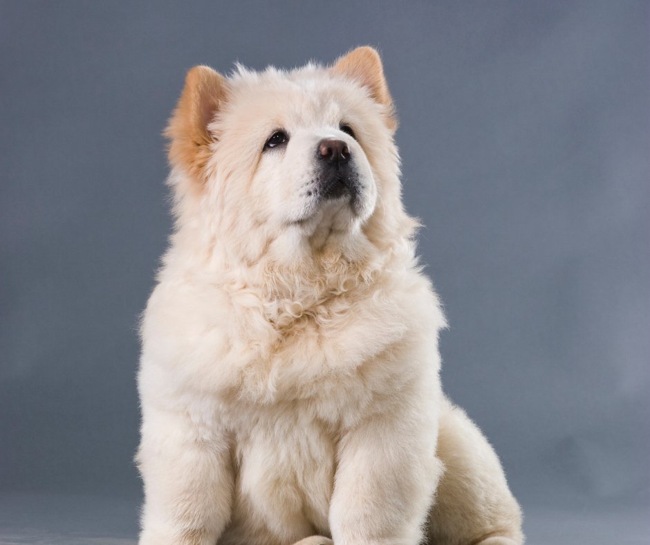 CircleBVet's tweet photo. 🐕🔇🍃 Whisper Woofs: Exploring Breeds with Gentle Barks for a Peaceful Coexistence 🏡💤

Click to read more 📲 https://t.co/QDtgWrJoC1

#CircleBVeterinaryHospital #Veterinarian #CircleB #KatyTX #AnimalHospital #PetLaserTherapy #PetSurgery #PetVaccinations #PetDiagnostics https://t.co/C2cfayrPNM