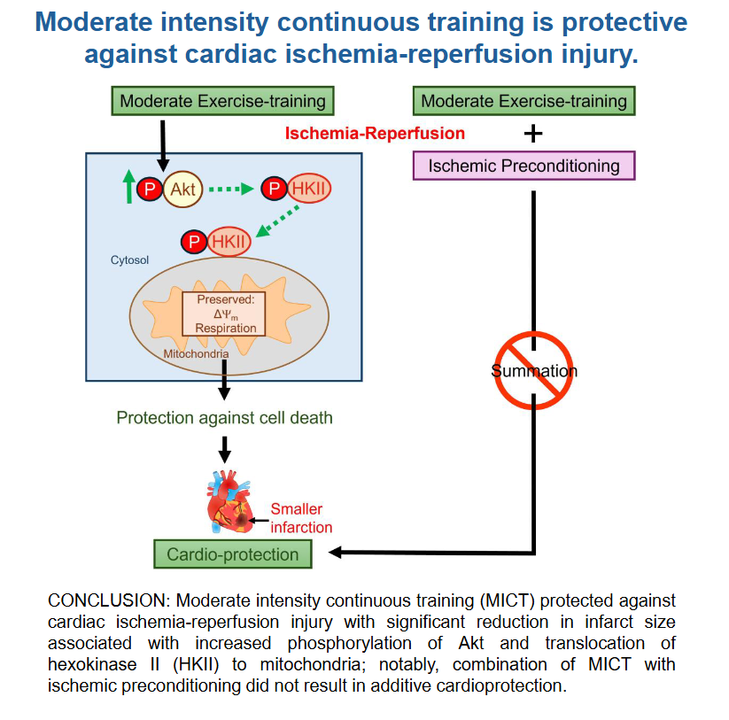 AJPCellPhys's tweet photo. Check out this new @MedicalCollege #ArticleinPress, Individual and combined effects of wheel running and ischemic #preconditioning in protecting the rat heart from #reperfusion injury (Jyotsna Mishra et al.):

https://t.co/hsOMezIVso https://t.co/umTmcKRswJ