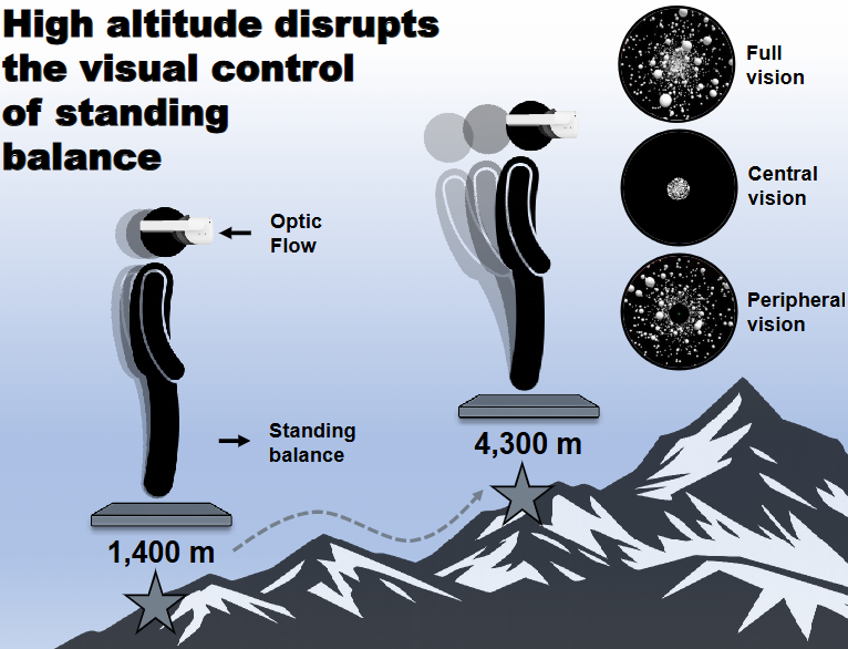JNeurophysiol's tweet photo. How does #hypoxia affect balance? Find out in this #ArticleinPress, High-altitude hypoxia alters the visual control of standing #balance in lowlanders and Tibetan highlanders (Jessica A. Dickenson et al. @MountRoyalU):
https://t.co/giD4tCe0N5 https://t.co/DUdfdGWFZJ