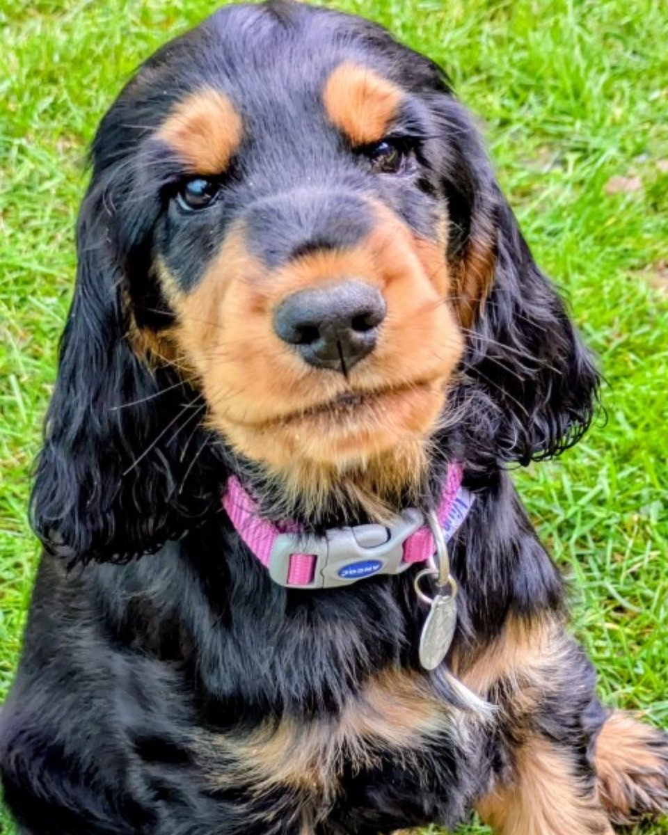 HearingDogs's tweet photo. Brilliant Basil has passed the second stage of his hearing dog training - the Puppy 2 Star ⭐

He's now the proud owner of his very own burgundy training jacket and has already taken it for a spin to the coffee shop to practice his settle.

Well done Team Basil 🐾🥰 https://t.co/PEks0vbj1Y