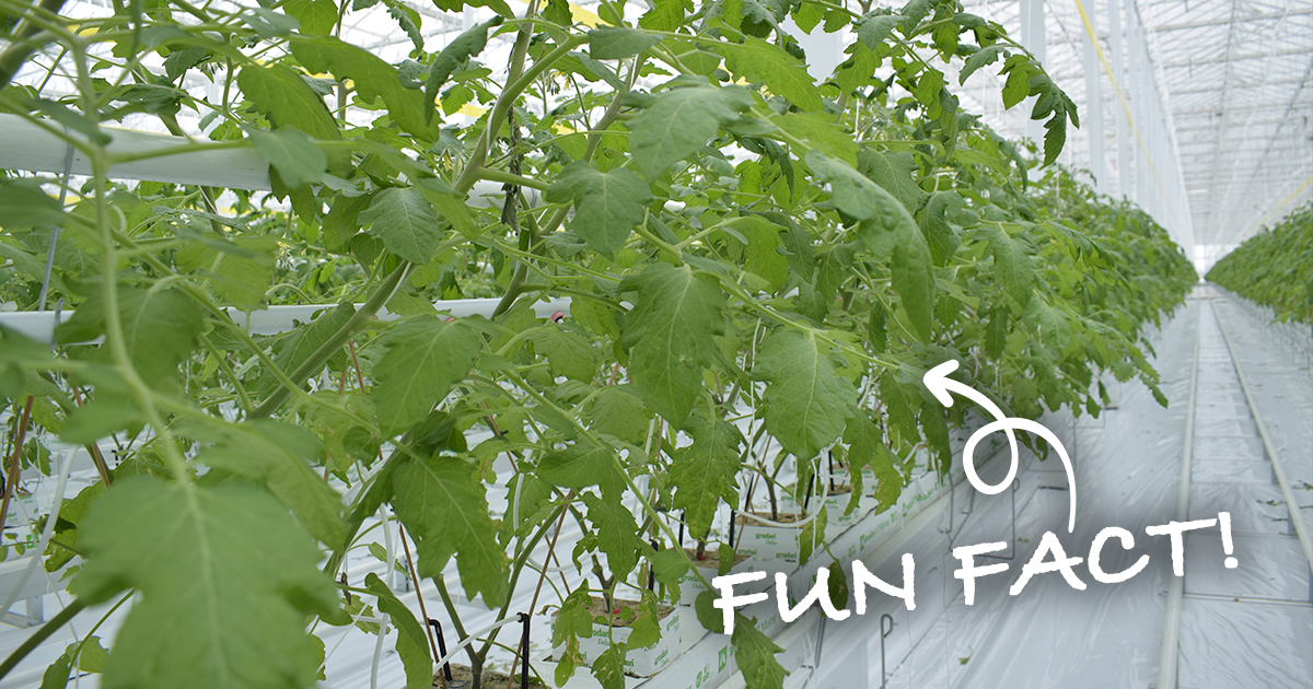 ShopRedSun's tweet photo. Did you know? #Greenhouse growing uses much less water than traditional field methods. At many of our #RedSunFarms locations, we capture and purify rainwater to nourish our crops. Committed to sustainable growing &amp; protecting our planet’s precious resources. #Sustainability https://t.co/F68QlKto3A
