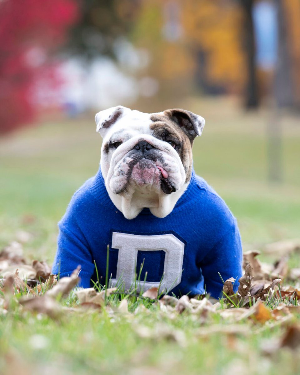 dogtv's tweet photo. Retirement looks good on Griff II 💙🐾🎓

After years of school spirit, tail wags, and cheering on the Drake University community, everyone’s favorite bulldog mascot is officially hanging up the jersey 🐶 On Sunday, via Instagram, the university announced their live mascot was retiring from his very special role. 

A very good boy deserves a very good retirement 💛

📷: Drake University