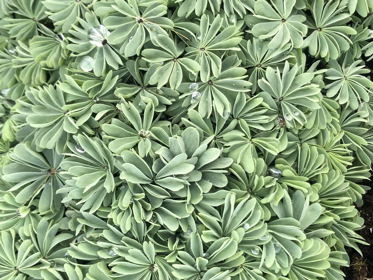 SimonTimber's tweet photo. Oxalis.#skarmunken garden. https://t.co/r9H7FQUH0S