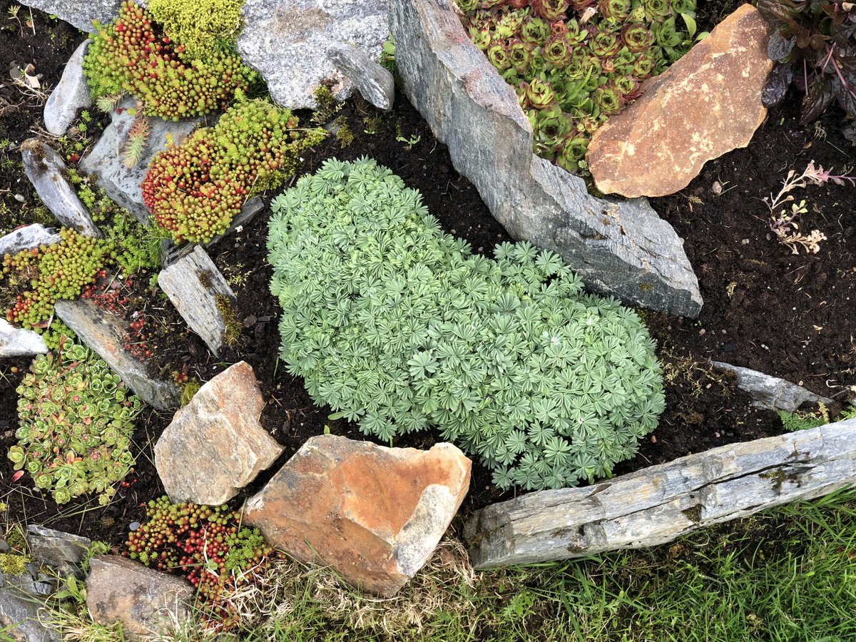 SimonTimber's tweet photo. Oxalis.#skarmunken garden. https://t.co/r9H7FQUH0S
