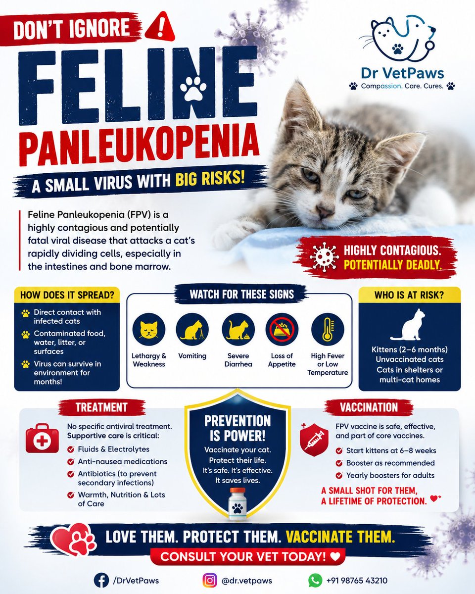 DrVetAfnan's tweet photo. Feline Panleukopenia kills FAST.
Most owners realize too late.
⚠️ Vomiting
⚠️ Diarrhea
⚠️ Sudden weakness
Don’t wait. This virus doesn’t forgive delays.
💉 Vaccination = Life saved
#FelinePanleukopenia #CatHealth #VetLife #SaveCats #PetCare #VaccinateYourPets https://t.co/z9HocHw9yV