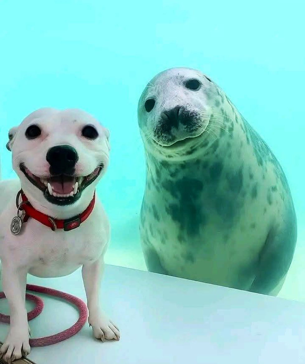 MicaDeJota's tweet photo. Perro de agua y perro de tierra https://t.co/3sEPjPaOXS