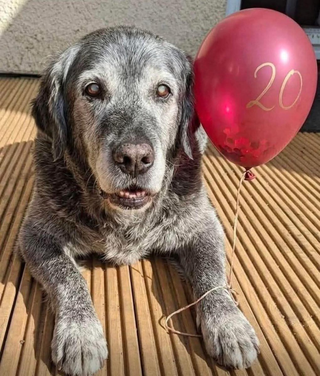 _XDogs's tweet photo. Send him one ❤️ for his 20s birthday🎉✨ https://t.co/8B80wRmVjx