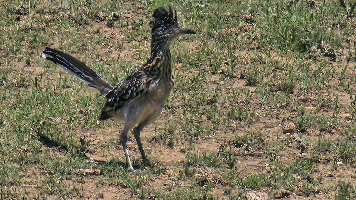 JohnRichTX's tweet photo. Roadrunner hopping around gathering things for a nest! https://t.co/B02MqEURkd