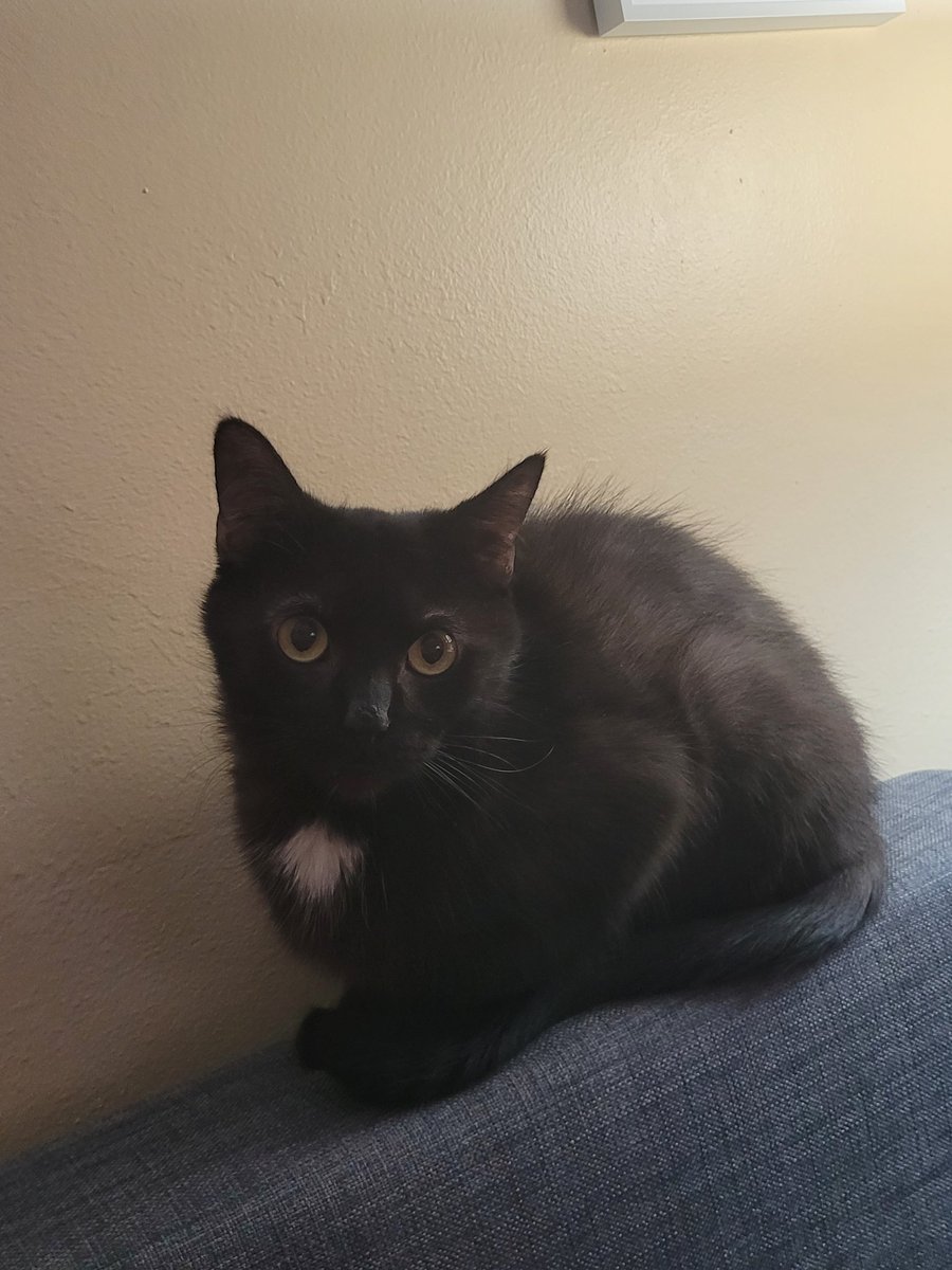 Labyrinth_Zone_'s tweet photo. @Artsyrean okay just please keep her safe on your little device
her name is Mauby and she's a little troublemaker I love her https://t.co/DbzdhzVVHh