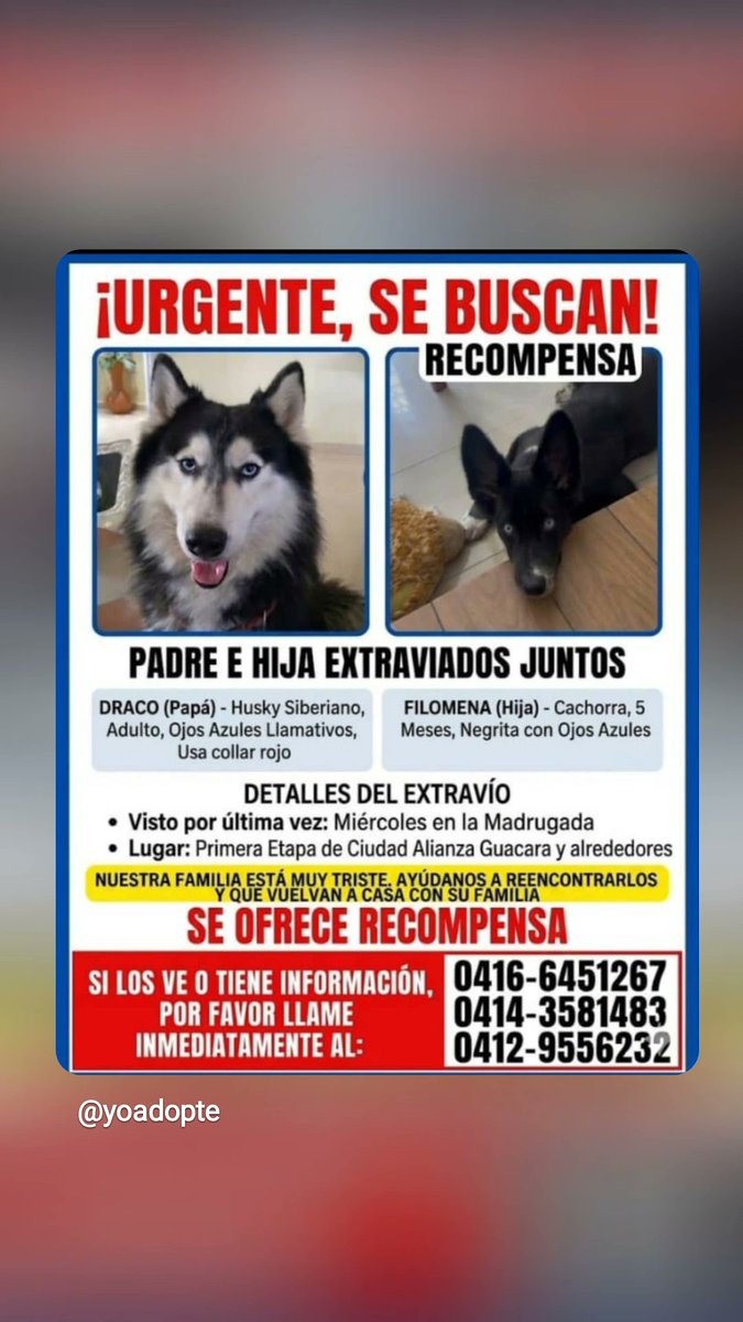 infinitoanimal2's tweet photo. 🆘🆘 URGENTE DIFUNDIR RT 🆘🆘 @PerroUsuario @NuriTrejo @yaracalcagno @Mary_Jar @A64029345 @gracon27 https://t.co/tT9Qnu5a1k