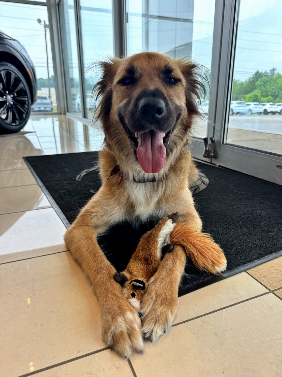 DevanLoweInc's tweet photo. Official Greeter. 🐕 https://t.co/hhxgnIXY99