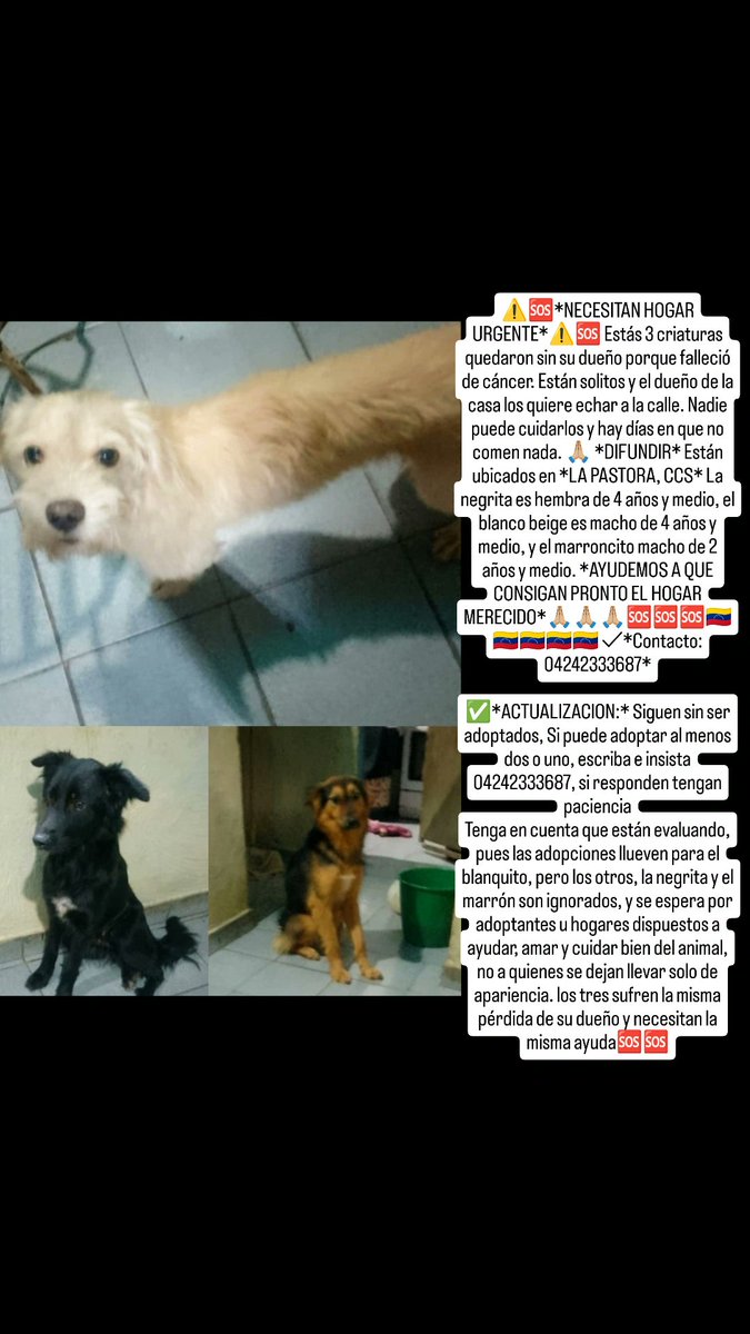 infinitoanimal2's tweet photo. 🆘🆘Tres angeles quedaron huérfanos de su papá humano están solitos nunca han estado en la calle por favor les buscan familia responsable a los 3 están en caracas en la pastora  inf 0424233687 🆘🆘🙏🐾RT @PerroUsuario @ReporteYa @MariaConchita_A @gracon27 @NuriTrejo https://t.co/BaTHfhOVsV
